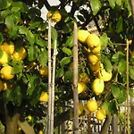 Casa Ischia * Forio di Ischia