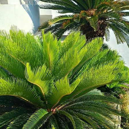 Apartman Casa Ischia