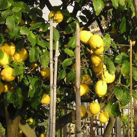 Casa Ischia * Forio (Isola d'Ischia)